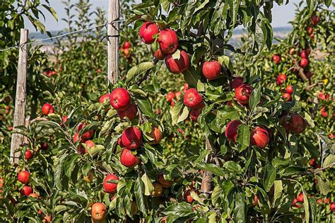Helpful Tips To Protect Your Apple Orchards Avian Control