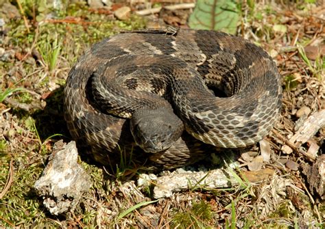 Maybe you would like to learn more about one of these? Timber Rattlesnake