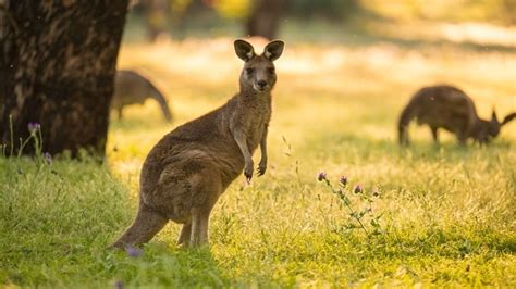 What religions eat halal meat? Kangaroo meat backed by Australian government