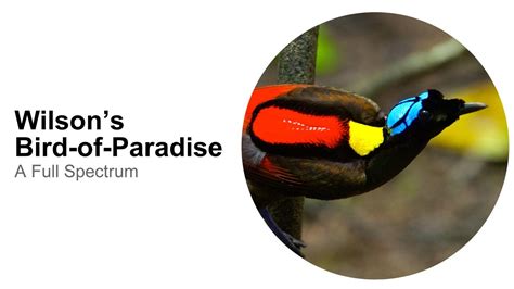 Wilson S Bird Of Paradise A Full Spectrum Youtube