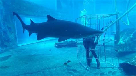 Shark Tank Cleaning At Ushaka Sea World Youtube