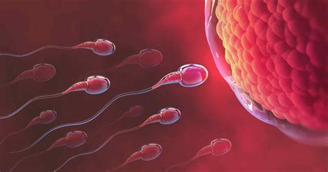 Los Principales Mitos Sobre Fertilidad Disipados Por Un Experto De