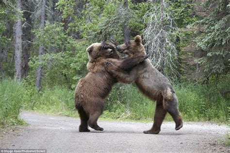 Battle Of The Bears Showdown Captured On Camera As Mighty Grizzlies