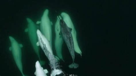 Beluga Whales Appear To Adopt Lost Narwhal Found Far From Home Fox News