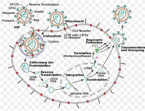 Management Of Hivaids Virus Viral Life Cycle Png 997x768px