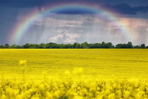 Rainbow Over The Field Stock Image Image Of Clouds Fresh 71582235