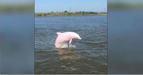 Rare Pink Dolphin Spotted Swimming In Louisiana Lake Small Joys