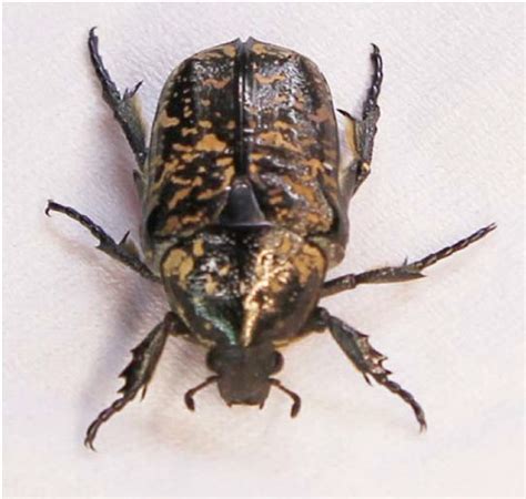 Image Of Adult Of The White Spotted Flower Chafer P Brevitarsis