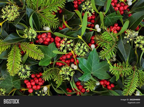Holly Ivy Mistletoe Image And Photo Free Trial Bigstock