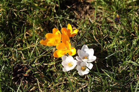 Blooming Crocuses On A Background Of Green Grass Spring Awakening Of