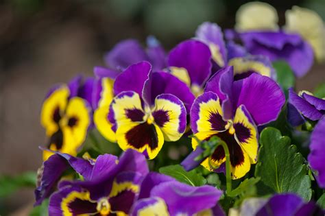 Best Plants For Early Spring Planting Gildshire
