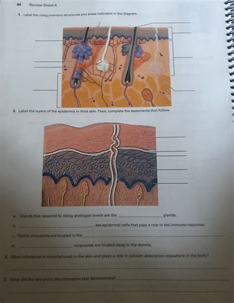 Exercise 7 The Integumentary System
