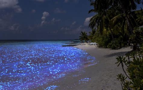 Design Destination Bioluminescent Beach In The Maldives Columns