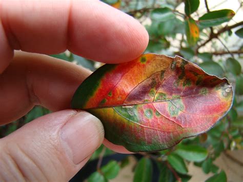 Beloved Crape Myrtle In Nurseries Now Susceptible To Bacterial Leaf