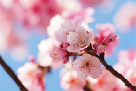 Do Cherry Blossom Trees Grow Cherries Why So Japan