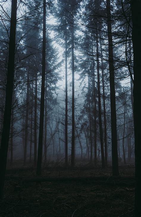 Forest Fog Dusk Trees Nature Hd Phone Wallpaper Peakpx
