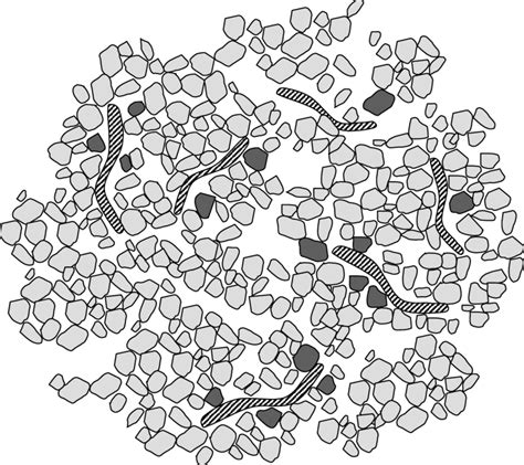 3 The Schematic Presentation Of Biological Dispersion Induced By