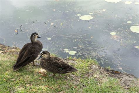 Two Australian Pacific Black Ducks Resting Stock Photo Image Of