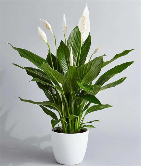 Peace Lily Yellow Leaves Meaning Or Causes Fixes Homes Pursuit
