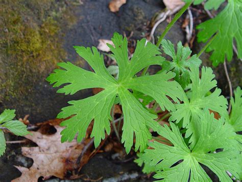 Wild Geranium Leaves