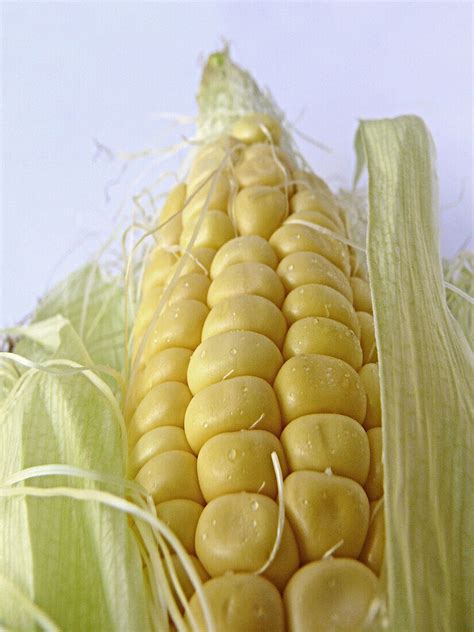 Sweet Corn License Image 70285898 Lookphotos