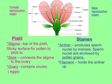 Fertilisation is the process when male gamete and female gamete are combined together in the ovary. 7. Reproduction in flowering plants - Part 2