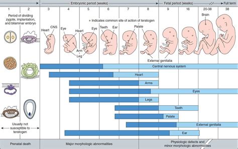 Special Aspects Of Perinatal And Pediatric Pharmacology Basicmedical Key