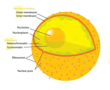 Animal cells are packed with amazingly specialized structures. Biology for Kids: Cell Nucleus