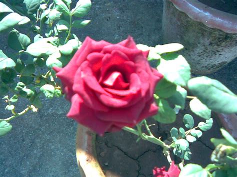 Photographs Images Wallpapers Roses In My Garden Most Beautiful Red