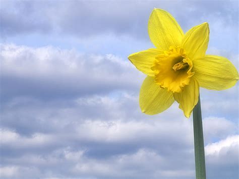 65 Daffodil Wallpaper