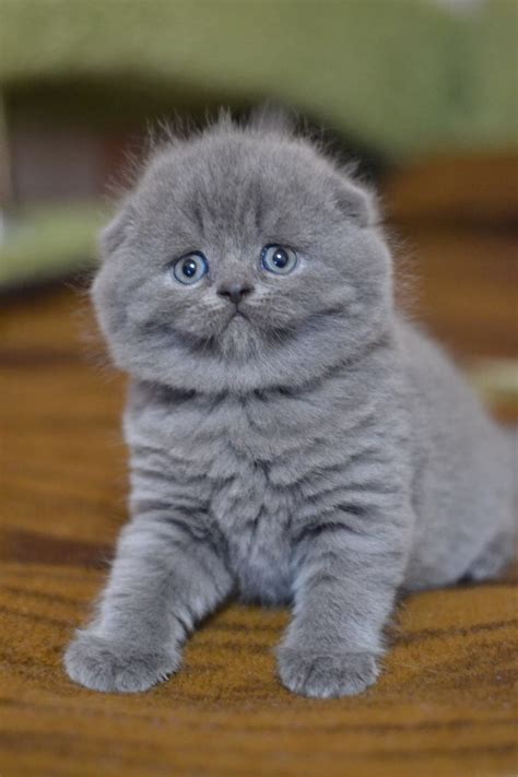 Scottish Fold Cats For Sale North Miami Beach Fl 256615