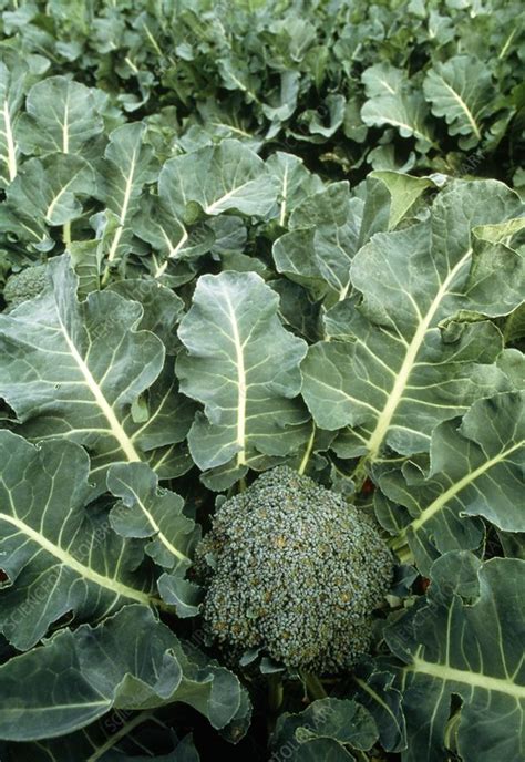Close Up Of A Broccoli Plant Ready For Harvesting Stock Image E770