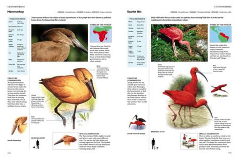 Encyclopedia Of Birds By Per Christiansen Paula Hammond Hardcover