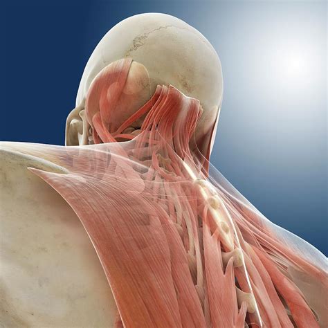 Neck Muscles Photograph By Springer Medizinscience Photo Library Pixels