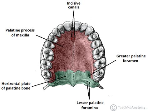 Proteins determine the type and function of a cell, so a cell knows whether it is a skin cell, a blood cell, a bone cell, etc., and how to perform its appropriate. The Palate - Hard Palate - Soft Palate - Uvula ...
