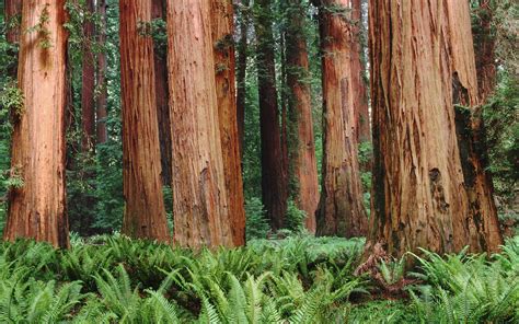 Redwood Forest Wallpapers Wallpaper Cave
