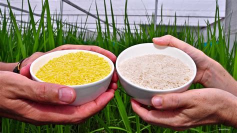 Philippines Assents To The Production Of Genetically Modified Golden Rice The Agrotech Daily