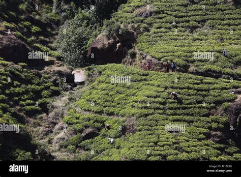 Tea Plantation Nuwara Eliya Hill Country Central Province Sri Lanka Tea