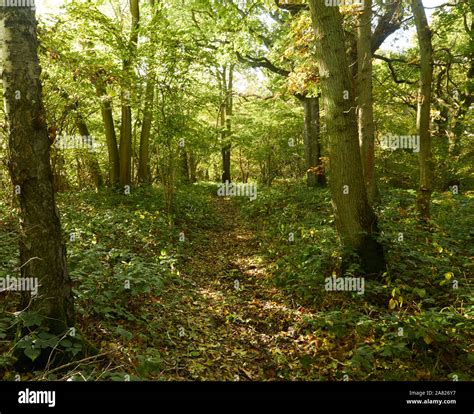 Natural Woodland Landscapes In An English Autumn Stock Photo Alamy
