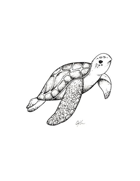 Sea Turtle Drawing Animal Illustration Nursery Wall Decor Etsy In