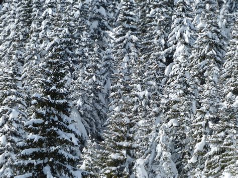 Fotos Gratis Paisaje árbol Bosque Rama Frío Escarcha Hielo