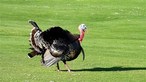 Please consult with your administrator. Gratitude - Happy Thanksgiving | Public Golf Hack
