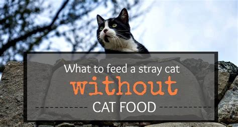 What To Feed Stray Cats