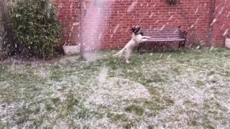 Puppy Discovering Snow For The First Time Is Instant Happiness