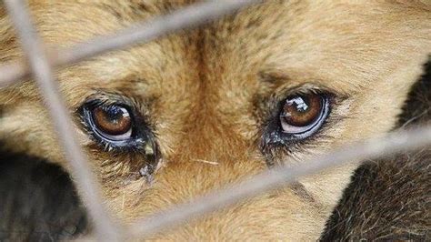 Petition · Tougher Penalty For Those Who Do Animal Cruelty ·