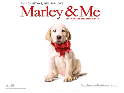 As a modest little dramedy about the everyday adventures of starting a family, marley & me is pretty solid, but as a movie about the joy and heartbreak of owning a dog, it goes. 10 Movies to Watch on Italian Netflix