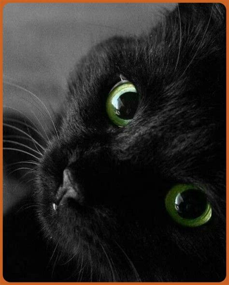 10 Lovely Black Cats Creative Cat Lover Pretty Cats Beautiful Cats