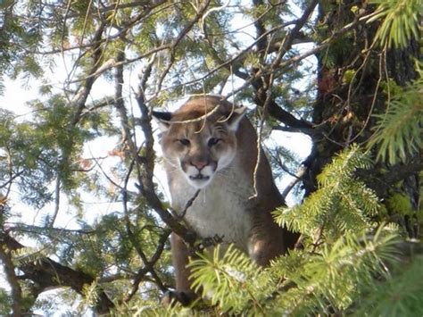 Washington State Girl 11 Shoots Cougar That Stalked Her Brother