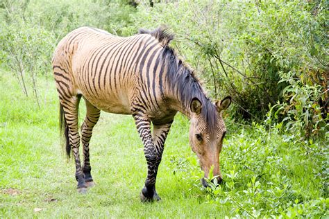 Zebroid Zorse Mount Kenya Safari Club Wildlife Sanctuary Flickr