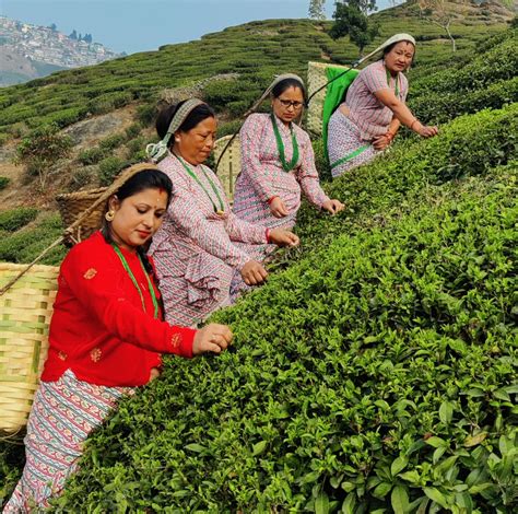 Explore Goodricke Tea Gardens And Taste Our Rich Flavor Teas